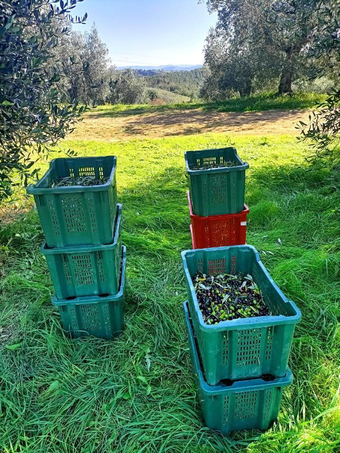 Casa Maria Villa Magliano in Toscana Eksteriør billede
