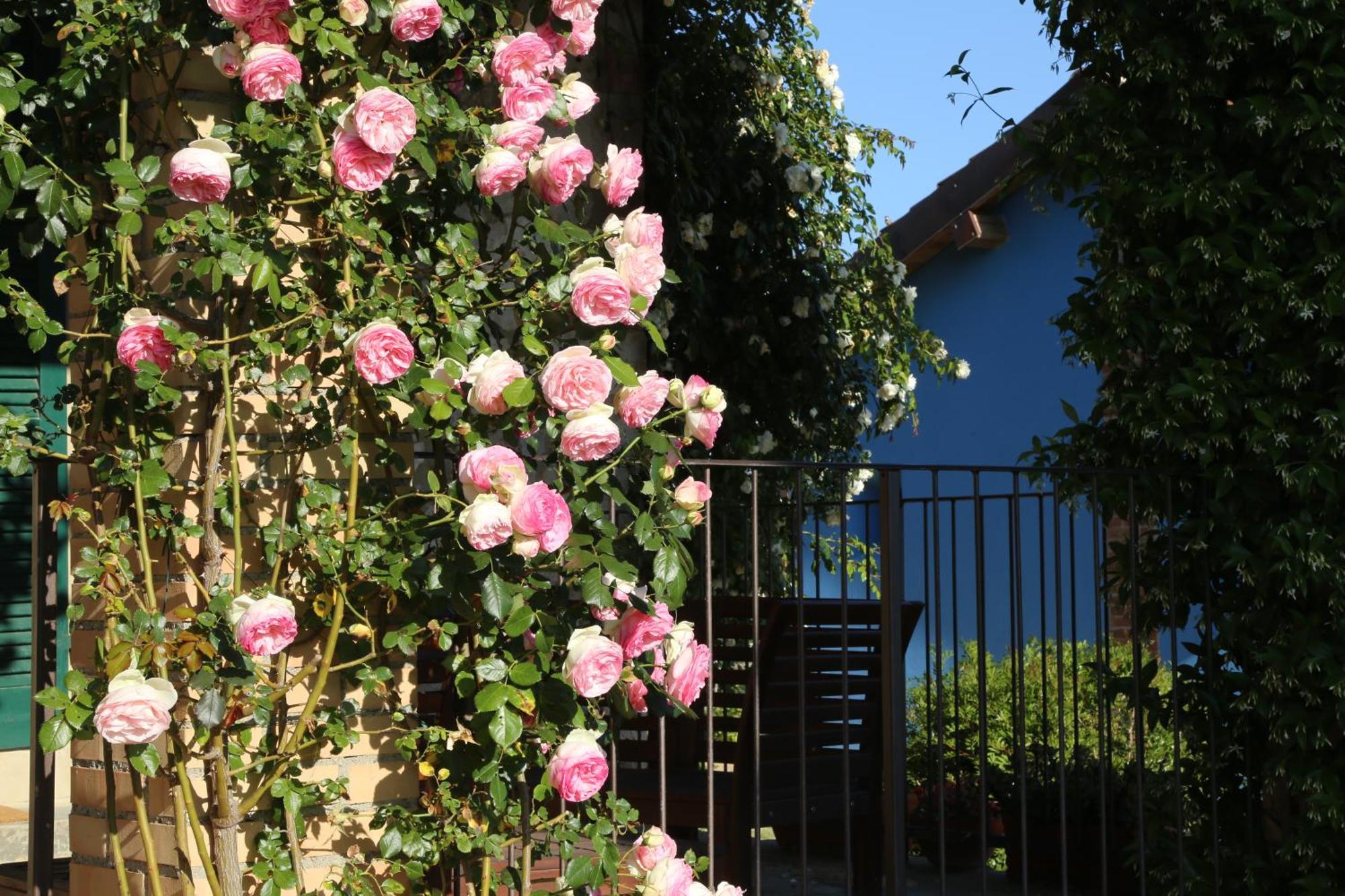 Casa Maria Villa Magliano in Toscana Eksteriør billede